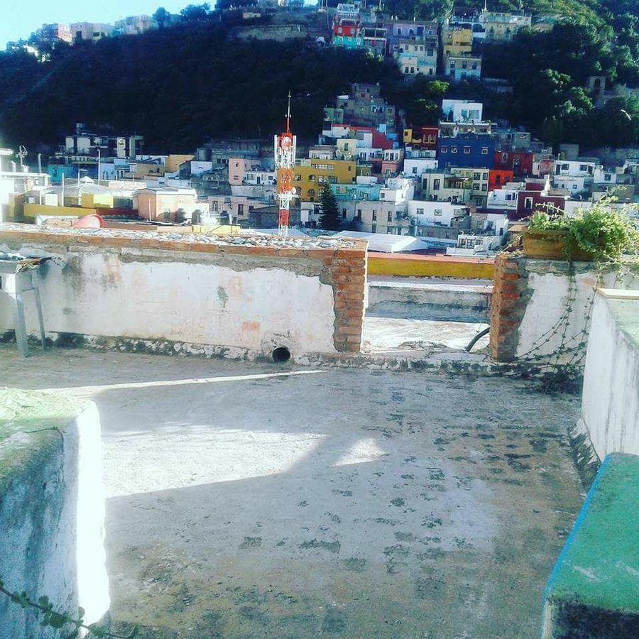 Arlequin Guanajuato